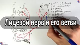 Лицевой нерв 7 пара ЧМН и его ветви  medunivercom [upl. by Lifton]