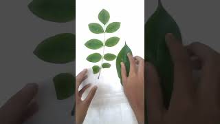 Short Simple and compound leaf🌿🍂🪴 Ranu J education youtubeshorts learning trending [upl. by Ammeg989]