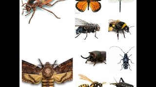 Insect Sounds Compilation 19 insects [upl. by Kenric780]