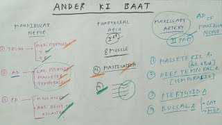 ANDER KI BAAT  Mandibular nerve  Pharyngeal arch  Maxillary artery [upl. by Sarchet]