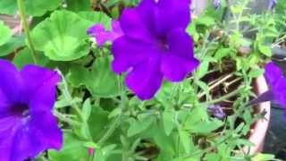 Container Gardening  Petunias Geraniums amp Salvia containergardening [upl. by Ecnedurp]