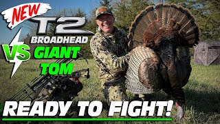 NEW T2 Broadhead VS Giant Tom ready to fight [upl. by Chretien147]