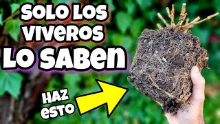 🤫 Este SECRETO hace que La Tierra de tus PLANTAS nunca MÁS este Dura y VIEJA Abono casero orgánico [upl. by Lezlie]