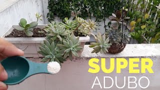 ADUBO PARA SUCULENTAS E CACTUS SUPER ADUBO [upl. by Ahsrop296]