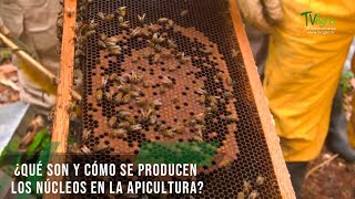 Qué son y cómo se producen los núcleos en la apicultura  TvAgro por Juan Gonzalo Angel Restrepo [upl. by Hercules]