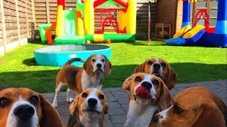 Bounce House Pool Party FOR DOGS  Cute and Funny Beagles [upl. by Korwun]