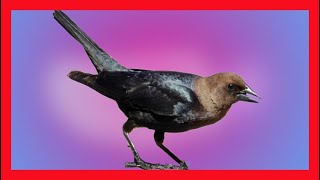 Brown Headed Cowbird Song Brown Headed Cowbird Call Bird Sound Chirp Melody  Molothrus Ater [upl. by Goodson603]