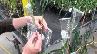 GRU Information Resource 3 Guide to how to pollinate wheat floretswmv [upl. by Armbruster377]