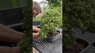 How to Bonsai  Reselecting a new front for Portulacaria afra bonsai portulacariaafra bonsaitree [upl. by Legnaleugim]