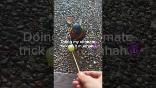 Feeding my rainbow lorikeet different foods to see how she will react fypシ birds ytshorts [upl. by Rases]