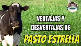 Ventajas y desventajas de PASTO ESTRELLA ganaderiacolombiana ganaderoscolombia [upl. by Eisiam94]