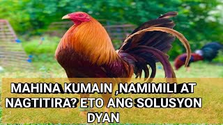 MANOK NA MAHINA KUMAIN AT NAMIMILI NG PAGKAIN  ETO ANG SOLUSYON [upl. by Fleck]