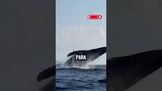 ¿ sabias que las ballenas tienen parasitos  viral ballena curiosidades shorts [upl. by Mikihisa157]