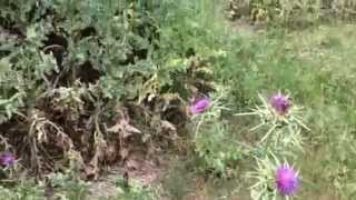 Milk Thistle Silybum marianum growing wild in Portugal [upl. by Atikaj]