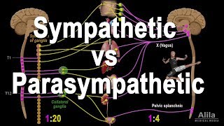 Autonomic Nervous System Sympathetic vs Parasympathetic Animation [upl. by Nerrak]