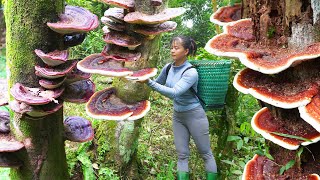 Harvest 1000 Year Old Reshi Mushroom Ganoderma Lucidum Go To Market Sell  Free Bushcraft [upl. by Peg]