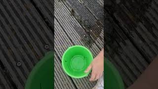 CRABBING catch over 80 crabs Warsash shore Shrimp zivaplays activityideas crabbing [upl. by Ezalb]