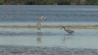 Reddish Egret food dance at JN Ding Darling NWR [upl. by Nipsirc]