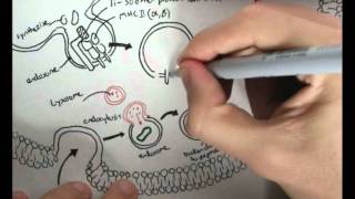 Immunology  Innate Immunity MHC processing [upl. by Arikaahs697]