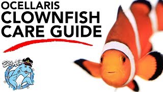 How to Care for Clownfish  BigAlsPetscom [upl. by Yeoz]