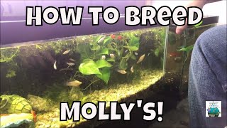 How To Breed Mollys Breeding Molly fish For Profit Aquarium Fish Room VLOG [upl. by Redvers]