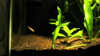 Vallisneria timelapse 12 days [upl. by Benedict575]