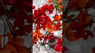 🔥Fire Opal VS Ruby Flame🔥  Bougainvillea plants [upl. by Lough]