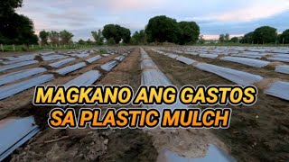 MAGASTOS NGA BA ANG PLASTIC MULCH [upl. by Aihsined]