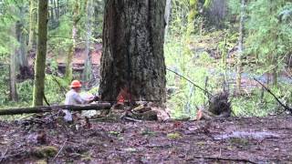 Logging in Washington State  April 2014 [upl. by Esoryram]