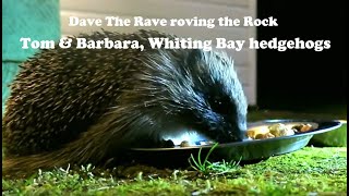 Tom amp Barbara Whiting Bay hedgehogs Isle of Arran October 2024davetheraverovingtherock [upl. by Laoj]