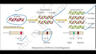 Experimental proof of semiconservative model of DNA Replication viralmotivationshortsncert neet [upl. by Nujra692]