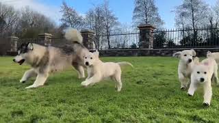 Husky Reacts To 8 Golden Retriever Puppies So Cute [upl. by Anaet]