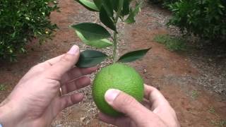 Citrus leaf analysis Part 2 leaf sampling [upl. by Aydan]