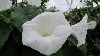 Bindweed Calystegia sepium [upl. by Melburn]