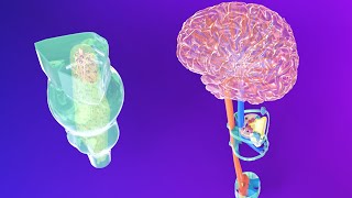 3D Medulla Embryology  Rhombencephalon Embryology Part 2  Neuroembryology Part 5 [upl. by Disario179]