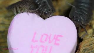 Isopods Eat Valentines Day Conversation Hearts [upl. by Krystalle]