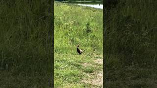 Pheasant  This is why you never see them in nature documentaries [upl. by Latini]