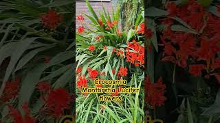 shortvideo flower Crocosmia Montbretia Lucifer flowers [upl. by Annirtak]