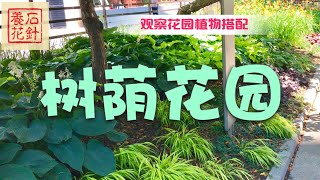 树荫小花园  观察与欣赏（花名在下面的说明区里） [upl. by Pliske700]