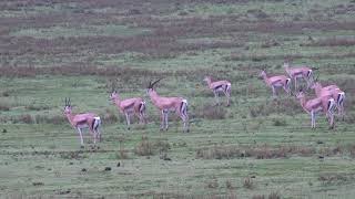 Ngorongoro Crater [upl. by Llewellyn]