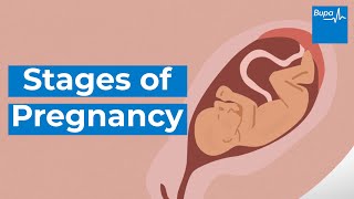 How your baby develops  Stages of pregnancy  Bupa Health [upl. by Shyamal]