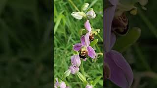 💕🐝 Ophrys abeille  Ophrys apifera [upl. by Repip]