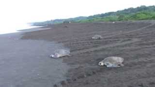 Ostional Wildlife Refuge  Costa Rica  Sea Turtles [upl. by Ecyal140]