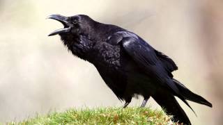 Raven  bird call  Learn The Sound A Raven Makes  Raven Sounds and Pictures [upl. by Fauch]