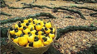 How Cashew Nut Farming and Processing  Cashew Cultivation Asian Technology [upl. by Ahsyia]