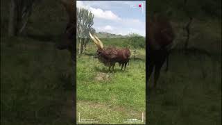 ⭕ANKOLE WATUSI CATTLE ✅ Biggest Bulls And Cow cows bulls ankole [upl. by Hayikaz]