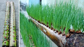 The most effective and easy ideas for growing onions and vegetables at home for you [upl. by Nikaniki987]