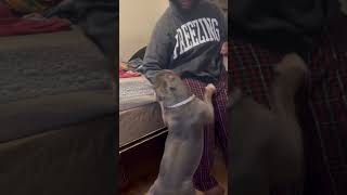 We all scared of mommy 😂😂 americanbully bullylove pitbull bullylife bullylyfe bullyfam [upl. by Anaz]