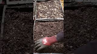 How to start Japanese Maple Trees from Seed the EASY WAY [upl. by Olimpia896]