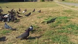 Varanus melinus male and doves [upl. by Limak]